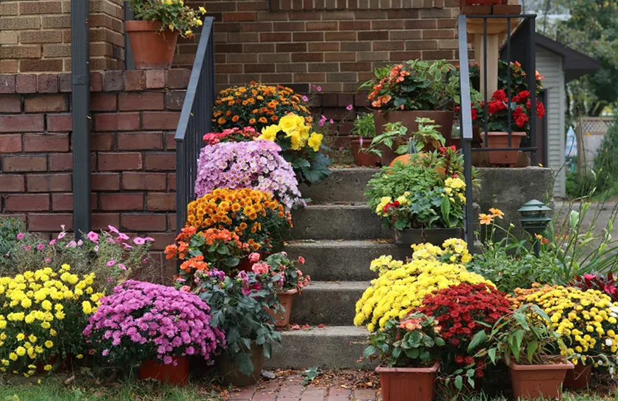 10 Vibrant Outdoor Plants Thriving in Fall