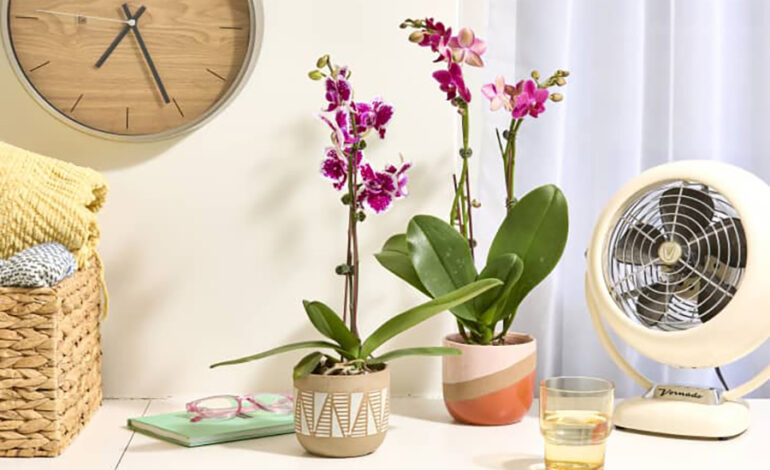 Orchid Mastery: A Guide to Thriving Houseplants