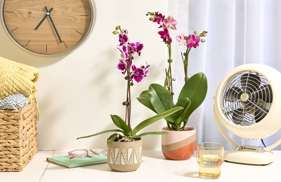 Orchid Mastery: A Guide to Thriving Houseplants