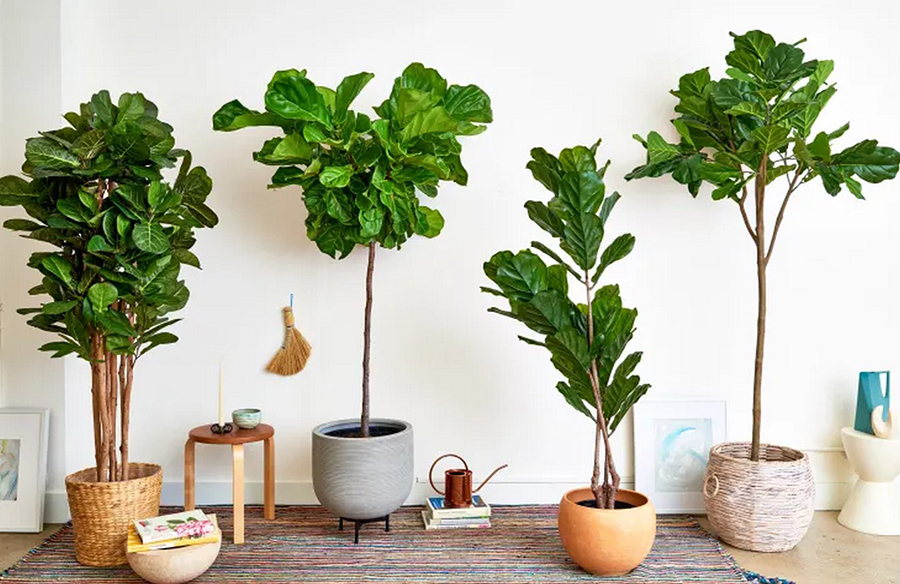 Elevate Your Greenery: 10 Stylish Houseplant Pots That Won’t Break the Bank
